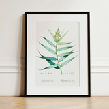 Bush Cane - Pierre-joseph Redouté Botanist Art Print / Canvas Framed Botanical Illustration Print Detailed Watercolor Depiction Green
