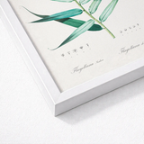 Bush Cane - Pierre-joseph Redouté Botanist Art Print / Canvas White Framed Botanical Illustration Green Bamboo Stalk Detailed Redouté,