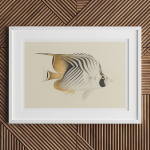 Butterflyfish - Luigi Balugani Ocean Life Art Print, 18x12’’ / 46x31cm / Unframed, White-framed Artwork Striped Tropical Fish Muted Yellow
