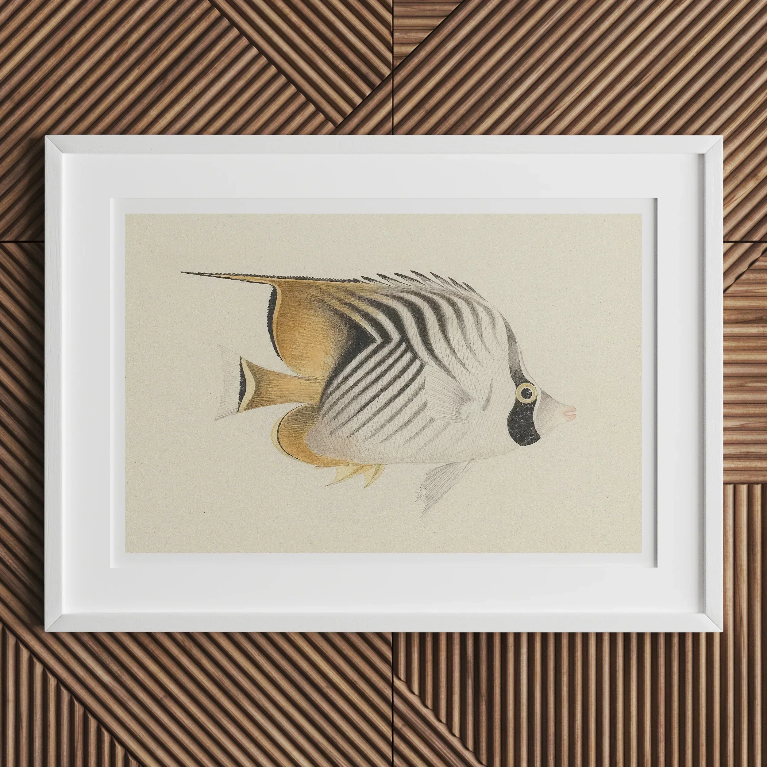 Butterflyfish Luigi Balugani Ocean Life Art Print, 18x12’’ / 46x31cm / Unframed, White Framed Artwork Striped Tropical Fish Muted Yellow