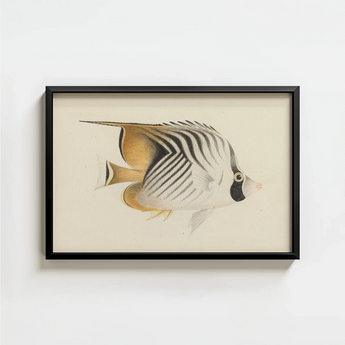 Framed Illustration White Black Striped Butterflyfish Gold Accents Luigi Balugani, Sea Life, Marine Artistry