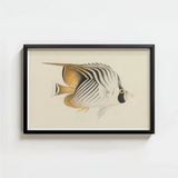 Framed Illustration Striped Butterflyfish Black White Gold Markings Luigi Balugani, Sea Life, Marine Artistry