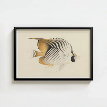 Framed Illustration Striped Butterflyfish Black White Gold Markings Luigi Balugani, Sea Life, Marine Artistry