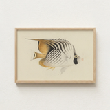 Framed Illustration Striped Butterflyfish Soft Beige Tones Encased Luigi Balugani, Sea Life, Marine Artistry