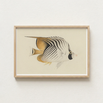 Framed Illustration Striped Butterflyfish Soft Beige Tones Encased Luigi Balugani, Sea Life, Marine Artistry