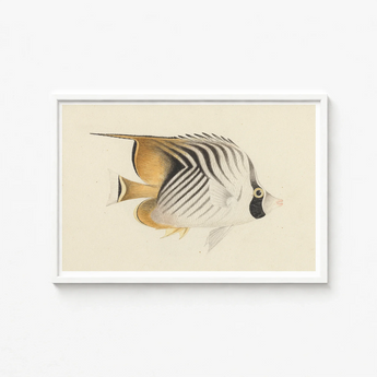 Framed Illustration Striped Butterflyfish Black White Gold Markings Luigi Balugani, Sea Life, Marine Artistry