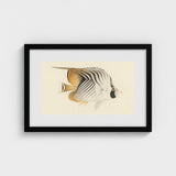 Butterflyfish - Luigi Balugani Ocean Life Art Print / Canvas Framed Artwork Detailed Illustration Black White Striped, Sea, Marine Artistry
