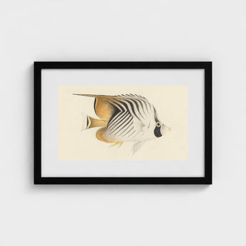 Butterflyfish - Luigi Balugani Ocean Life Art Print / Canvas Framed Artwork Detailed Illustration Black White Striped, Sea, Marine Artistry