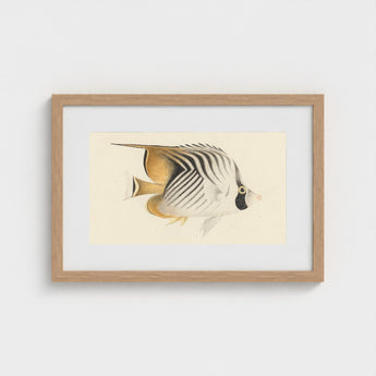 Butterflyfish - Luigi Balugani Ocean Life Art Print / Canvas Framed Watercolor Illustration Striped Soft Beige Tones, Sea, Marine Artistry