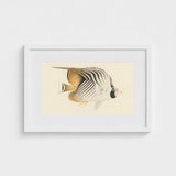 Butterflyfish - Luigi Balugani Ocean Life Art Print / Canvas Framed Vintage-style Illustration Striped Soft Beige Black, Sea, Marine