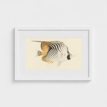 Butterflyfish - Luigi Balugani Ocean Life Art Print / Canvas Framed Vintage-style Illustration Striped Soft Beige Black, Sea, Marine