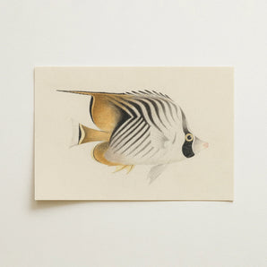 Butterflyfish - Luigi Balugani Ocean Life Art Print / Canvas, 18x12’’ / 46x31cm / Unframed / no Border, Posters Prints & Visual Artwork,