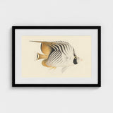 Butterflyfish - Luigi Balugani Ocean Life Art Print / Canvas Framed Artwork Detailed Illustration Striped Black White, Sea, Marine Artistry