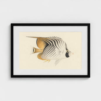 Butterflyfish - Luigi Balugani Ocean Life Art Print / Canvas Framed Artwork Detailed Illustration Striped Black White, Sea, Marine Artistry