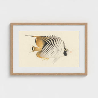 Butterflyfish - Luigi Balugani Ocean Life Art Print / Canvas Framed Illustration Striped Soft Cream Black Tones, Sea, Marine Artistry Prints