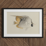 Butterflyfish - Luigi Balugani Ocean Life Art Print / Canvas, Luigi Balugani, Balugani Sea Life, Marine Artistry