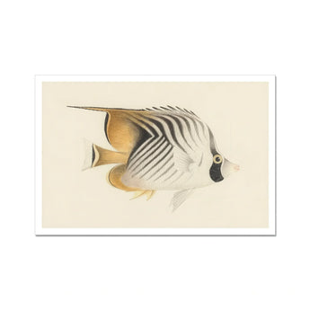 Butterflyfish - Luigi Balugani Ocean Life Art Print / Canvas, Luigi Balugani, Balugani Sea Life, Marine Artistry