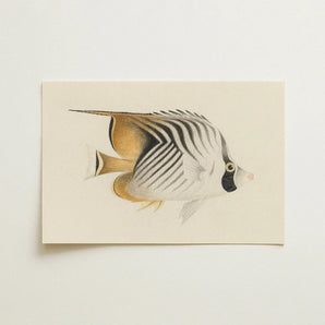 Butterflyfish - Luigi Balugani Ocean Life Art Print / Canvas, Luigi Balugani, Balugani Sea Life, Marine Artistry
