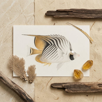 Butterflyfish - Luigi Balugani Ocean Life Art Print / Canvas Delicately Illustrated White Gold Butterflyfish Print Black Stripes Luigi