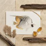 Butterflyfish - Luigi Balugani Ocean Life Art Print / Canvas Delicately Illustrated White Gold Black Stripes, Sea, Marine Artistry Prints