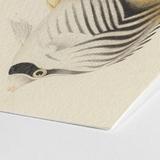 Butterflyfish - Luigi Balugani Ocean Life Art Print / Canvas Delicately Illustrated Zebra-finned Fish Rendered Fine Black White, Sea,