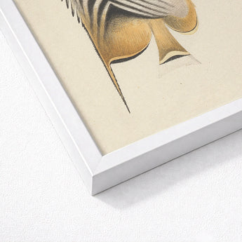 Butterflyfish - Luigi Balugani Ocean Life Art Print / Canvas Framed Artwork Detailed Illustration Fish Gold Black Tones, Sea, Marine