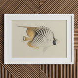Butterflyfish - Luigi Balugani Ocean Life Art Print / Canvas, Luigi Balugani, Balugani Sea Life, Marine Artistry