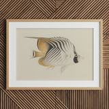 Butterflyfish - Luigi Balugani Ocean Life Art Print / Canvas, Luigi Balugani, Balugani Sea Life, Marine Artistry