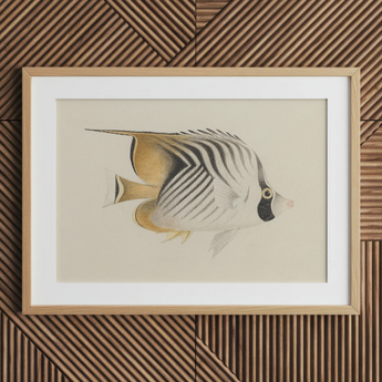 Butterflyfish - Luigi Balugani Ocean Life Art Print / Canvas, Luigi Balugani, Balugani Sea Life, Marine Artistry