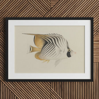 Butterflyfish - Luigi Balugani Ocean Life Art Print / Canvas, Luigi Balugani, Balugani Sea Life, Marine Artistry
