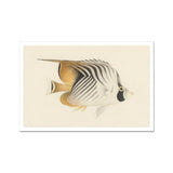 Butterflyfish - Luigi Balugani Ocean Life Art Print / Canvas Striped Tropical Fish White Tan Dark Eye Luigi Balugani, Balugani Sea Life,