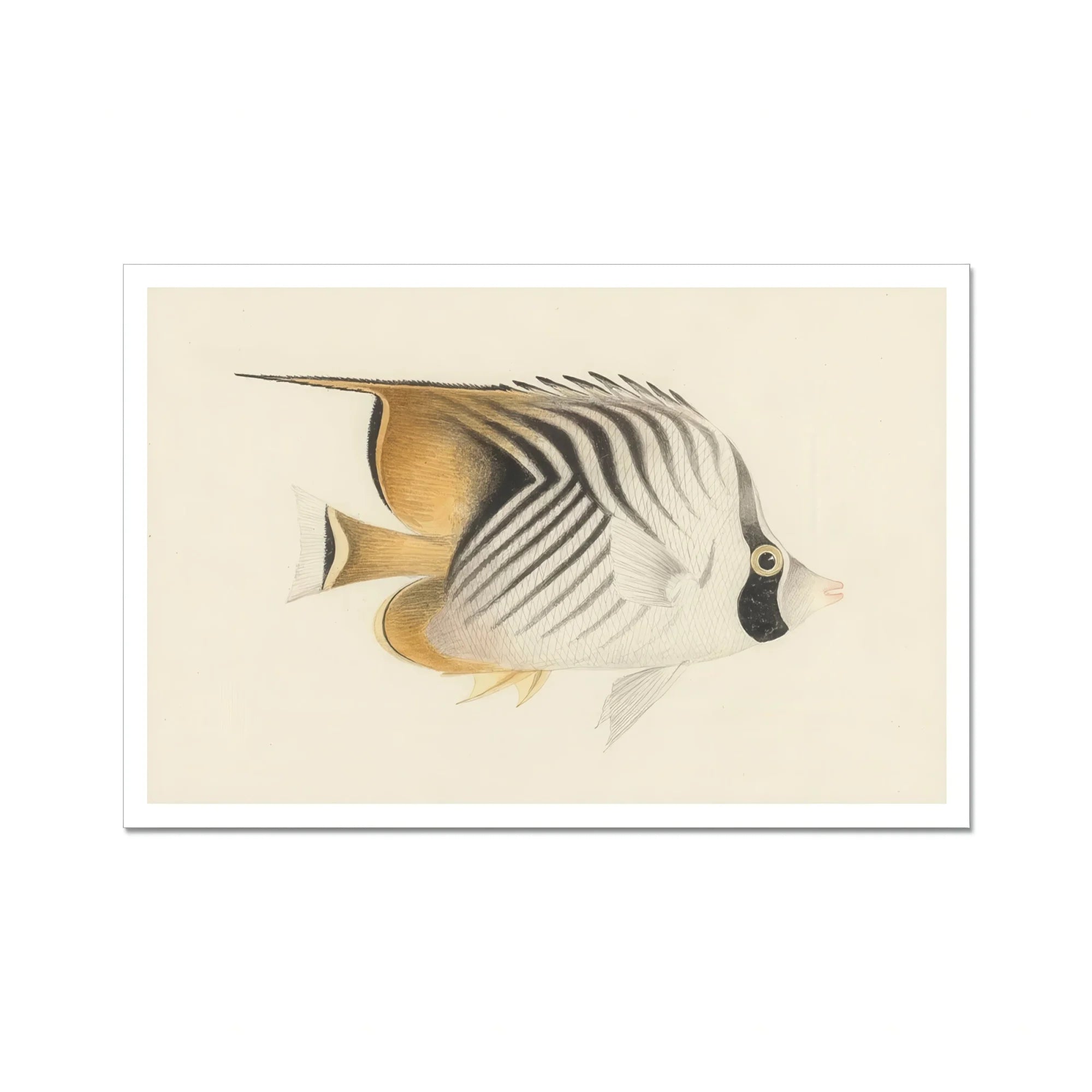 Butterflyfish - Luigi Balugani Ocean Life Art Print, Striped Tropical Fish White Tan Dark Eye