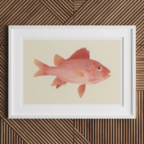 Caribbean Red Snapper - Luigi Balugani Sea Life Art Print, 18x12’’ / 46x31cm / Unframed, White-framed Artwork Pink Fish Illustration