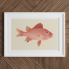 Caribbean Red Snapper Luigi Balugani Sea Life Art Print, 18x12’’ / 46x31cm / Unframed, White Framed Artwork Pink Fish Illustration Vintage