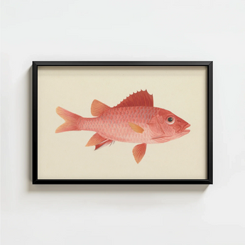 Framed Illustration Pink Fish Detailed Scales Orange Fins Luigi Balugani, Caribbean Red Snapper, Exquisite Fine Art Print