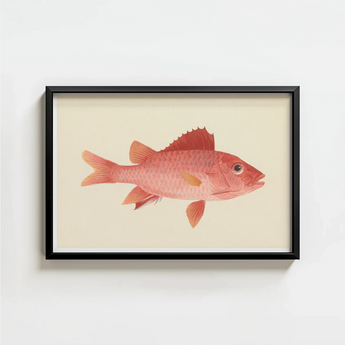 Framed Illustration Pink Fish Detailed Scales Fins Set Luigi Balugani, Caribbean Red Snapper, Exquisite Fine Art Print