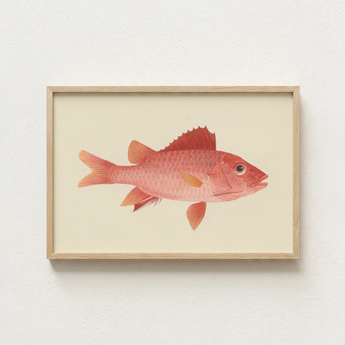 Framed Illustration Vibrant Pink Fish Detailed Scales Orange-tinted Luigi Balugani, Caribbean Red Snapper, Exquisite Fine Art Print