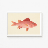 Framed Illustration Pinkish-red Fish Detailed Scales Fins Rendered Luigi Balugani, Caribbean Red Snapper, Exquisite Fine Art Print