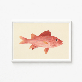 Framed Illustration Pinkish-red Fish Detailed Scales Fins Rendered Luigi Balugani, Caribbean Red Snapper, Exquisite Fine Art Print