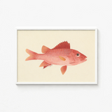Framed Illustration Pink Fish Detailed Scales Orange Fins Luigi Balugani, Caribbean Red Snapper, Exquisite Fine Art Print