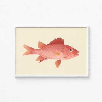 Framed Illustration Pink Fish Detailed Scales Orange Fins Luigi Balugani, Caribbean Red Snapper, Exquisite Fine Art Print
