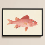 Caribbean Red Snapper - Luigi Balugani Sea Life Art Print / Canvas, 18x12’’ / 46x31cm / Black Frame, Posters Prints & Visual Artwork, Toby