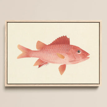 Caribbean Red Snapper - Luigi Balugani Sea Life Art Print / Canvas, 18x12’’ / 46x31cm / Natural Frame, Posters Prints & Visual Artwork,