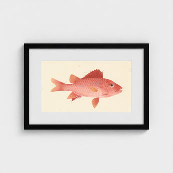 Caribbean Red Snapper - Luigi Balugani Sea Life Art Print / Canvas Framed Watercolor Illustration Pink Fish Detailed Scales Fins, Exquisite