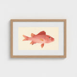 Caribbean Red Snapper - Luigi Balugani Sea Life Art Print / Canvas Framed Watercolor Illustration Vibrant Fish Detailed Scales, Exquisite