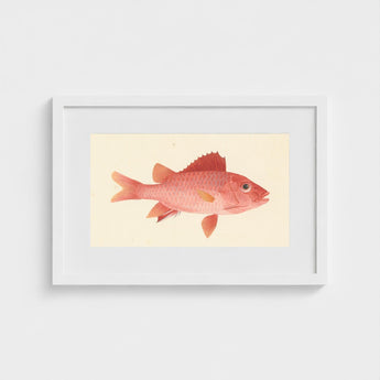 Caribbean Red Snapper - Luigi Balugani Sea Life Art Print / Canvas Framed Watercolor Illustration Vibrant Fish Delicate Orange, Exquisite