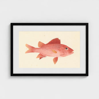 Caribbean Red Snapper - Luigi Balugani Sea Life Art Print / Canvas Framed Illustration Pink Fish Orange Fins Tail Rendered, Exquisite Fine