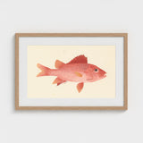 Caribbean Red Snapper - Luigi Balugani Sea Life Art Print / Canvas Framed Watercolor Illustration Vibrant Fish Delicate Orange, Exquisite