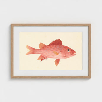 Caribbean Red Snapper - Luigi Balugani Sea Life Art Print / Canvas Framed Watercolor Illustration Vibrant Fish Delicate Orange, Exquisite