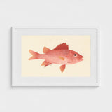 Caribbean Red Snapper - Luigi Balugani Sea Life Art Print / Canvas Framed Watercolor Illustration Vibrant Fish Delicate Orange, Exquisite